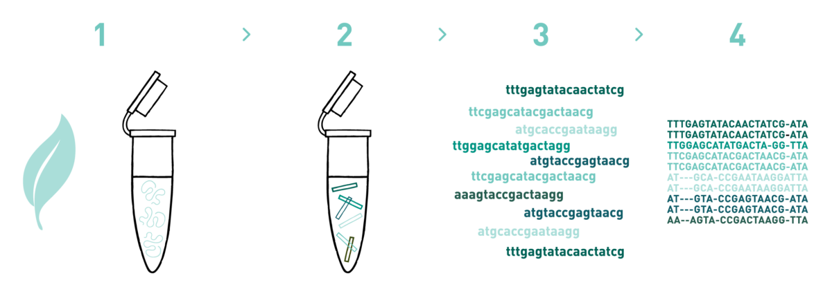 This graph shows the different steps of the AllGenetics' amplicon sequencing service. Therefore it shows a typical workflow of an amplicon sequencing experiment, including DNA isolation, library preparation, high-throughput sequencing, and bioinformatic analysis.