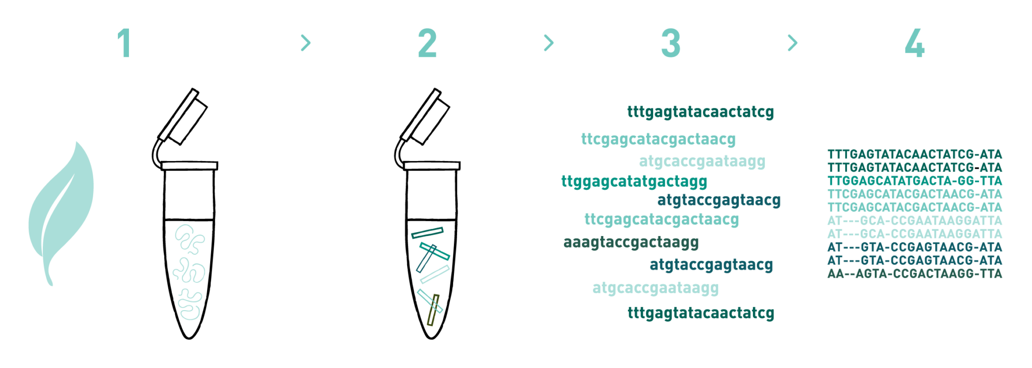 Amplicon sequencing service | AllGenetics