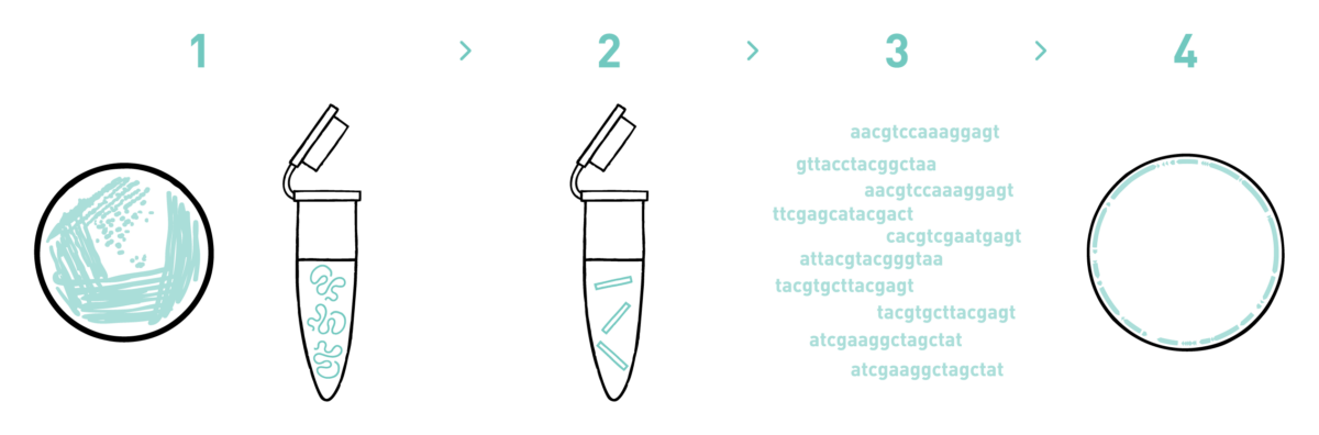 This graph shows the different steps of the AllGenetics' bacterial genome sequencing service. Therefore it shows a typical workflow of a bacterial genome sequencing experiment, including DNA isolation, library preparation, high-throughput sequencing, and bioinformatic analysis.