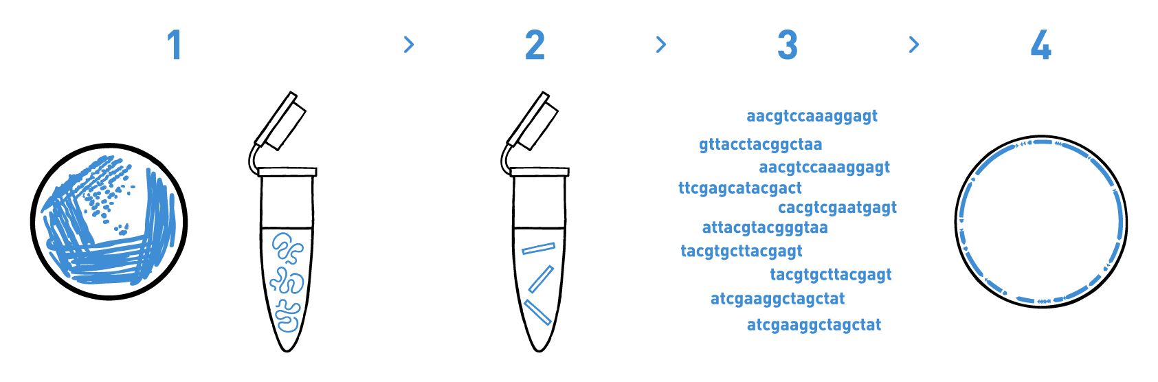 bacterial-strain-typing-biocontrol-agents-and-biofertilisers-service The image shows a typical workflow of a bacterial strain typing service including DNA isolation, library preparation, high-throughput sequencing, and bioinformatic analysis to get the annotated genome of the sample. These results can be used during the patent process of new microbial biocontrol agents and biofertilisers.