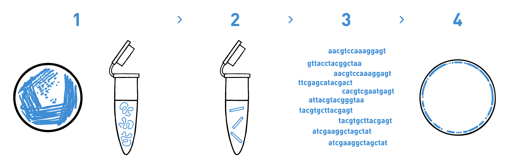 The image shows a typical workflow of a bacterial strain typing service including DNA isolation, library preparation, high-throughput sequencing, and bioinformatic analysis to get the annotated genome of the sample. These results can be used during the patent process of new microbial biocontrol agents and biofertilisers.