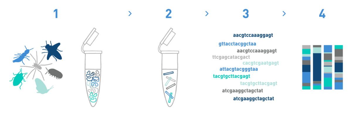 The image shows a typical analysis to characterise the taxonomic composition of environmental samples. This type of analysis is usually ordered by environmental agencies. It consists of a number of steps such as DNA isolation from environmental samples, library preparation, high-throughput sequencing, and bioinformatic analysis to obtain the species composition of each of the samples analysed.