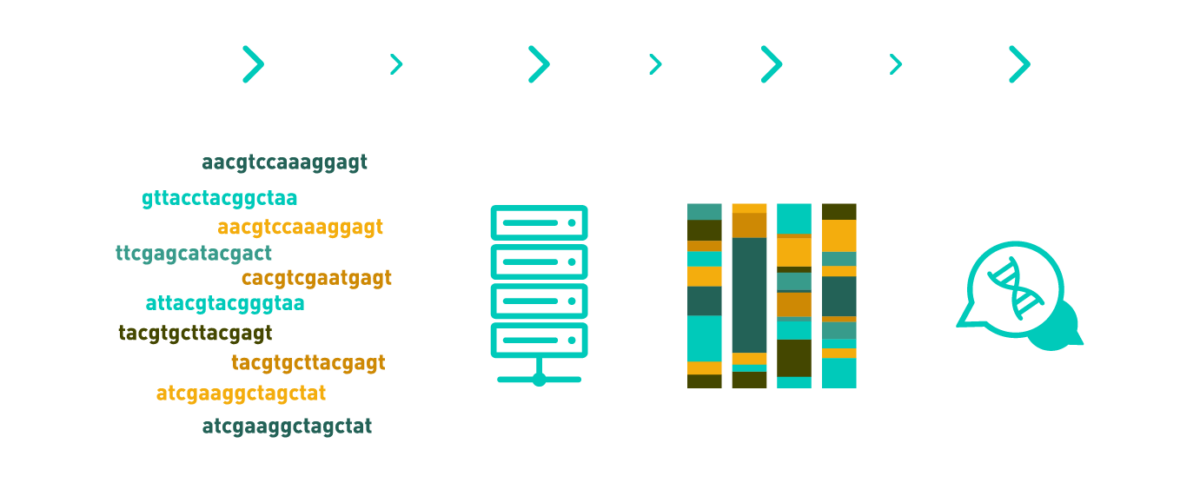 Graph showing a typical workflow of a DNA metabarcoding data analysis, including pre-processing, dereplication and chimaera removal, OTU picking, OTU quality filtering, and taxonomic classification. The workflow includes AllGenetics' free after-sales service.