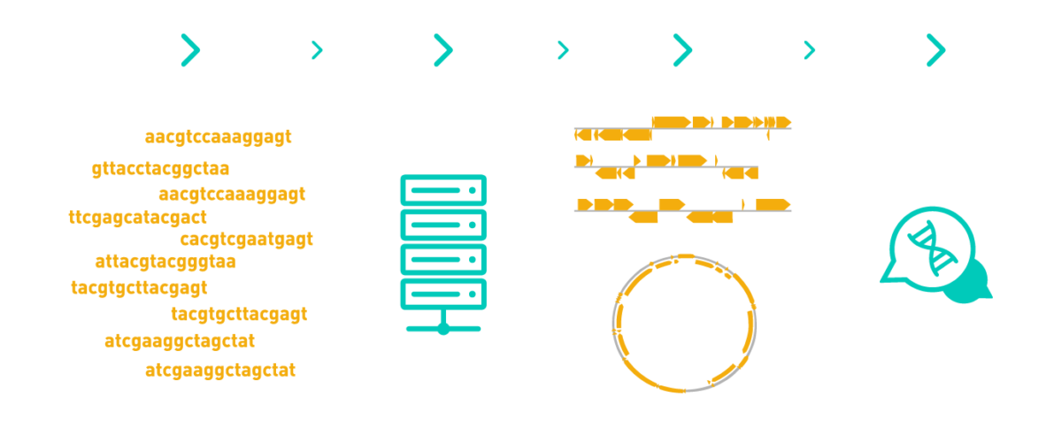 Graph showing a typical workflow of a high-throughput genome assembly, including pre-processing, normalisation, estimation of the best k-mer length, assembly evaluation, and annotation. The workflow includes AllGenetics' free after-sales service.