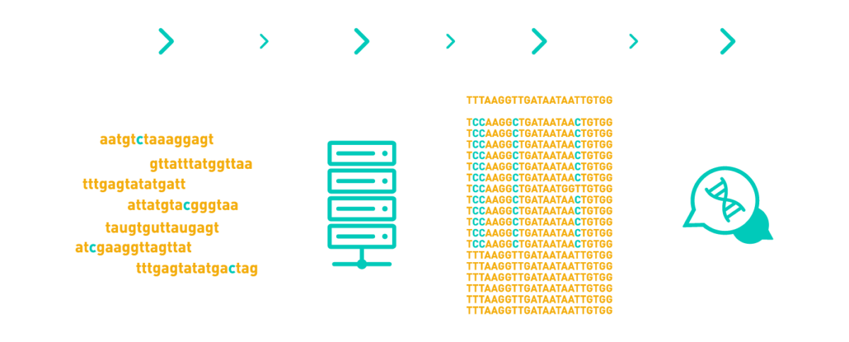 Graph showing a typical workflow of a methylome data analysis, including pre-processing, mapping, calling of methylated sites, statistical analysis, and annotation of DMRs. The workflow includes AllGenetics' free after-sales service.