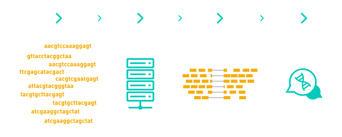 Graph showing a typical workflow of a RNA-seq data analysis, including pre-processing, mapping, gene count, statistical analysis, and pathway and ontology analyses. The workflow includes AllGenetics' free after-sales service.