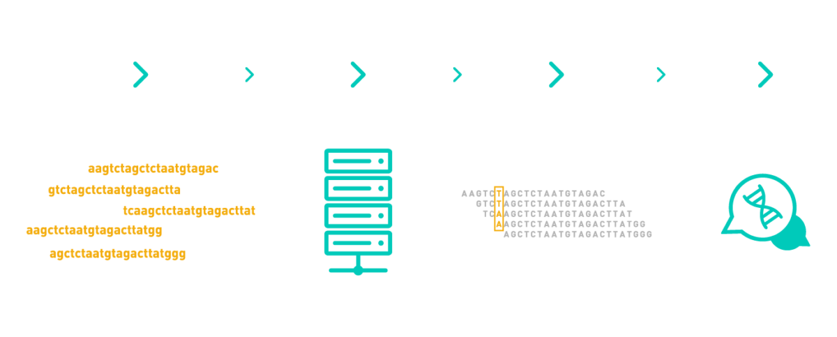 Graph showing a typical workflow of a SNP data analysis, including pre-processing, mapping, and variant calling. The workflow includes AllGenetics' free after-sales service.