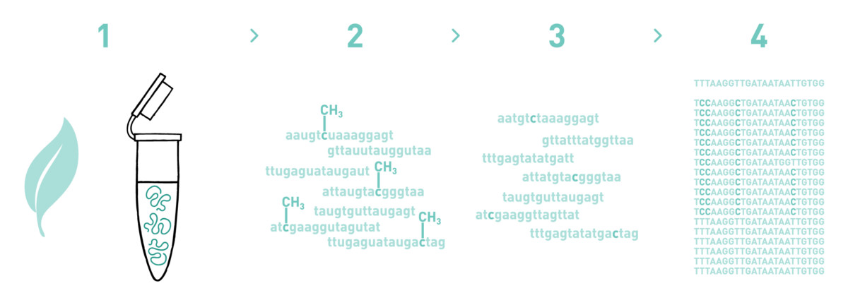 This graph shows the different steps of the AllGenetics' bisulphite sequencing service. Therefore it shows a typical workflow of a bisulphite sequencing experiment, including DNA isolation, library preparation, high-throughput sequencing, and bioinformatic analysis.