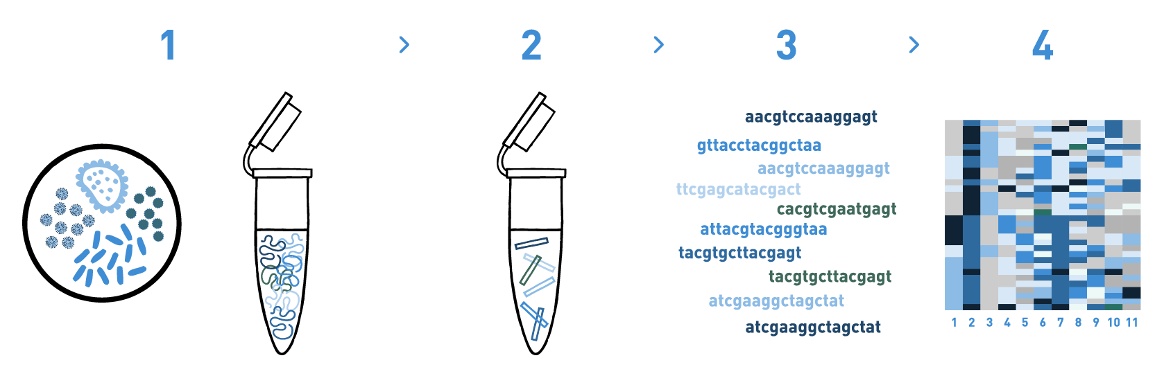 The image shows a typical workflow of a DNA metabarcoding analysis of ecotoxicological samples to asses the impact of pollutants on the diversity of microbial communities. The workflow includes DNA isolation from soil, water, or sediment samples, library preparation, high-throughput sequencing, and bioinformatic analysis to obtain the microbial taxonomic composition of the samples.