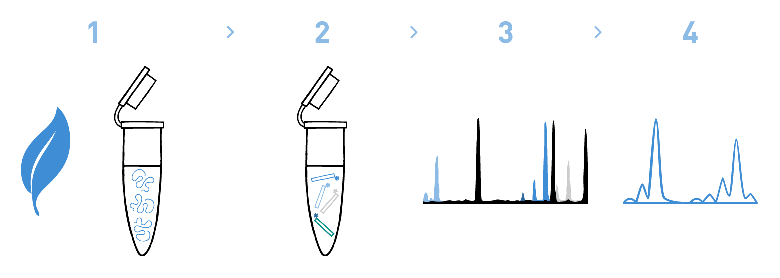 Graph showing a typical workflow of a microsatellite genotyping analysis for the Agriculture industry, including DNA isolation from plant samples, amplification of the target loci, fragment analysis, and bioinformatic analysis to identify the cultivar or variety.