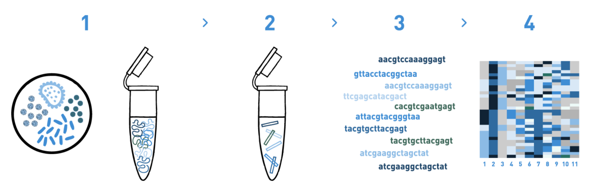 The image shows a typical workflow of a DNA metabarcoding analysis of soil or plant microbiome, including DNA isolation, library preparation, high-throughput sequencing, and bioinformatic analysis to obtain the microbial taxonomic composition of the samples.