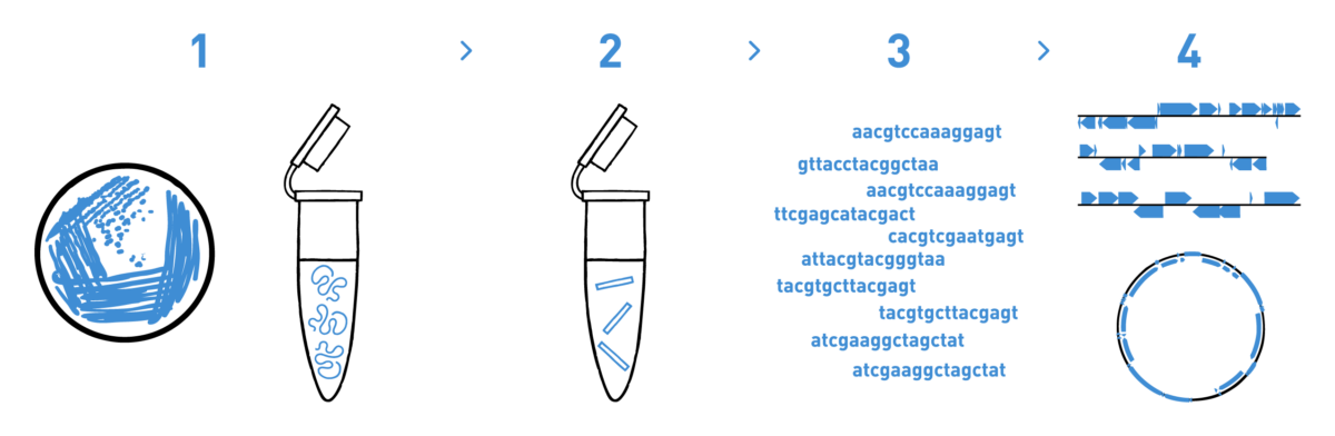 The image shows how the Wine industry can easily characterise their yeasts by whole-genome sequencing. The steps involved in this analysis are DNA isolation from the yeast material, library preparation, high-throughput sequencing, and bioinformatic analysis to get the annotated genome of the yeast samples.