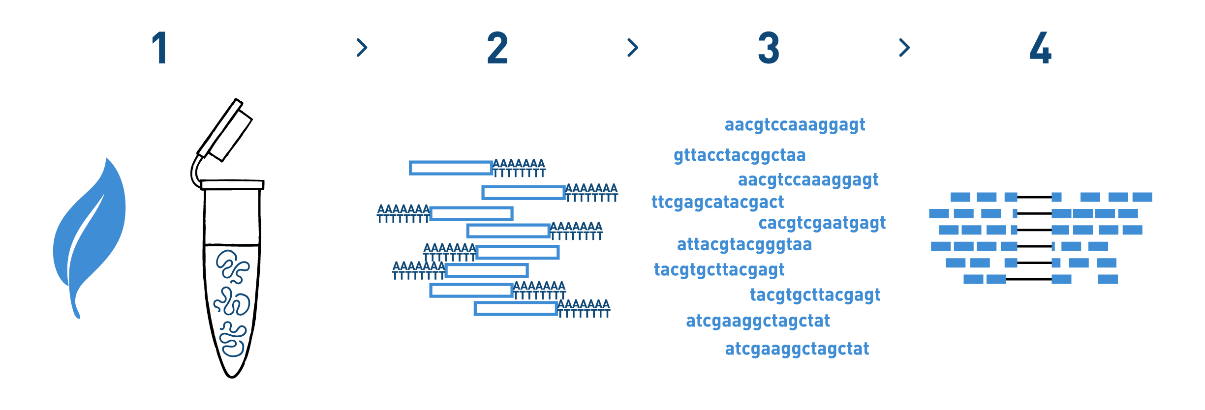 The graph shows a typical workflow of a RNA-seq analysis aimed at detecting genes of agronomic importance for the Agriculture industry. It is composed of various steps: RNA isolation from plant material, library preparation, high-throughput sequencing, and bioinformatic analysis.