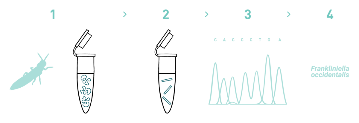 This graph shows the different steps of the AllGenetics' DNA barcoding service. Therefore it shows a typical workflow of a DNA barcoding experiment, including DNA isolation, PCR amplification, sequencing, and bioinformatic analysis.