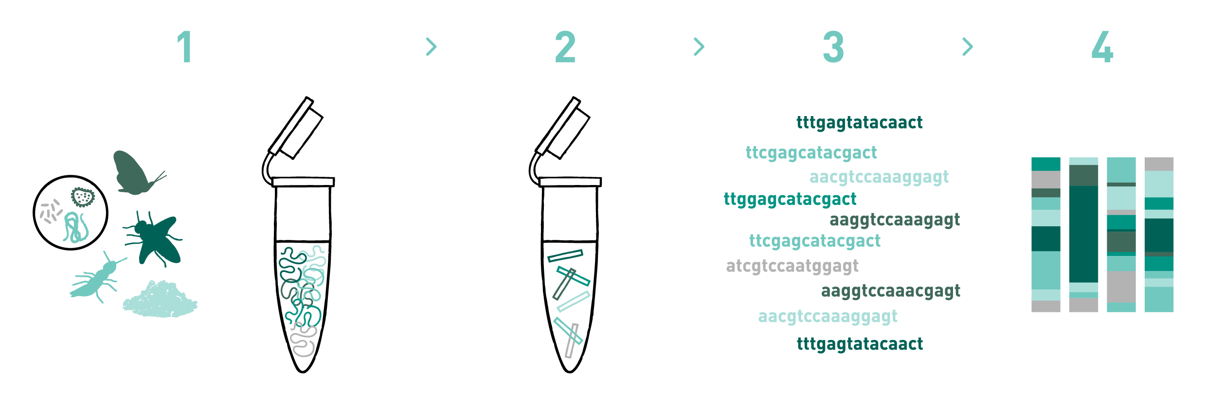 This graph shows the different steps of the AllGenetics' DNA metabarcoding service. Therefore it shows a typical workflow of a DNA metabarcoding experiment, including DNA isolation, library preparation, high-throughput sequencing, and bioinformatic analysis.