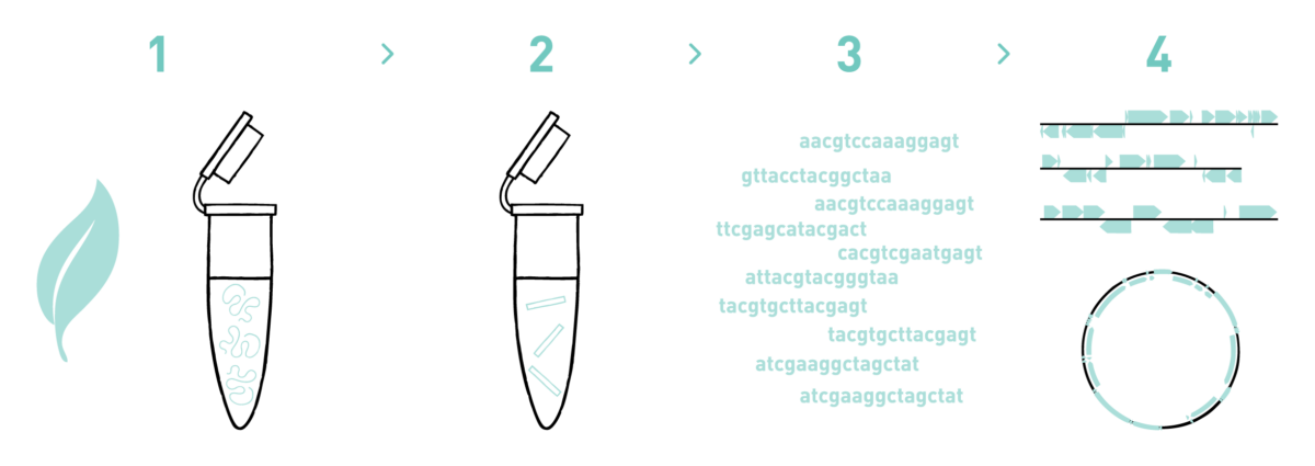 This graph shows the different steps of the AllGenetics' eukaryotic sequencing service. Therefore it shows a typical workflow of a eukaryotic genome sequencing experiment, including DNA isolation, library preparation, high-throughput sequencing, and bioinformatic analysis.