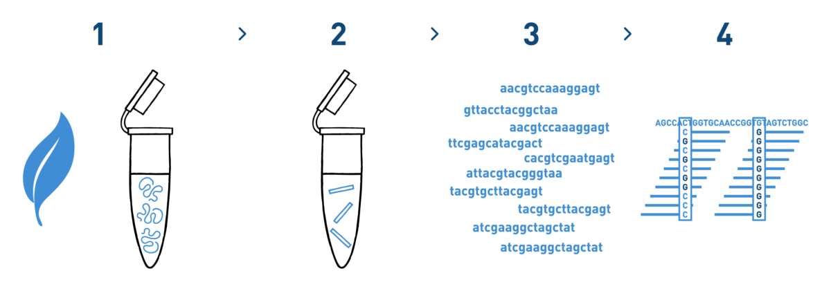 The image represents a workflow of a SNP identification analysis aimed at detecting genome variants that can be used by the Wine industry to improve their vineyards. The workflow includes DNA isolation from grapevine samples, library preparation, high-throughput sequencing, and bioinformatic analysis to identify and genotype the selected SNPs in each of the grapevine samples under study.