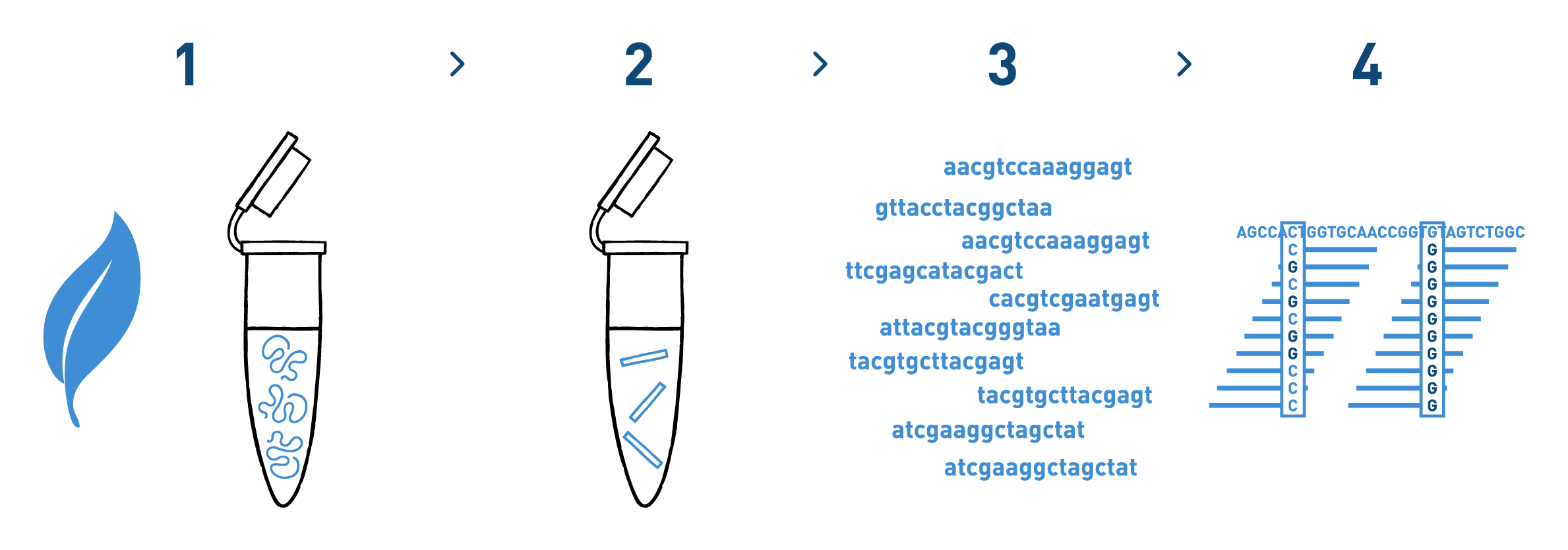 The graph shows a typical workflow of a SNP identification analysis aimed at detecting genome variants that can be used by the Agriculture industry to improve crops. It is composed of various steps: DNA isolation from hundreds or thousands of individuals, library preparation, high-throughput sequencing, and bioinformatic analysis to identify and genotype the selected SNPs in each of the samples under study.