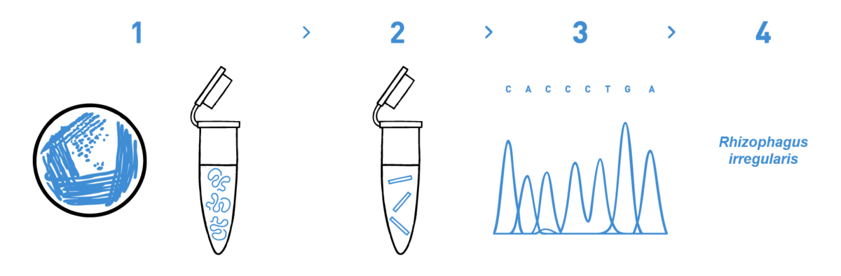 Image showing a typical DNA barcoding analysis for biofertiliser registration including DNA isolation, PCR amplification of the 16S or 18S-ITS1 regions, sequencing, and bioinformatic analysis to find the matching species.