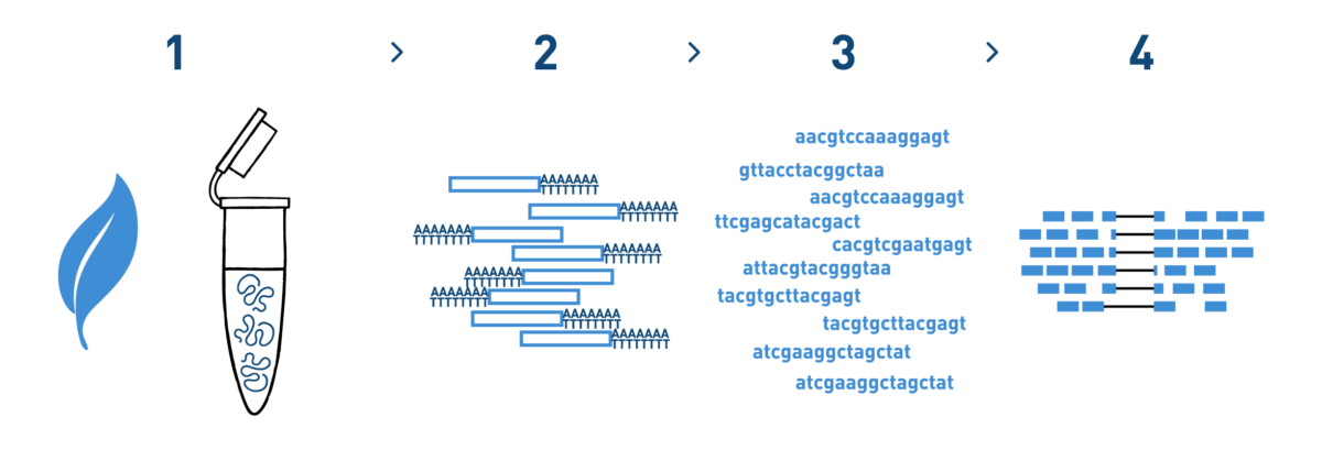 The image is a typical workflow of a RNA-seq analysis aimed at detecting agronomically-important genes for the Wine industry. The workflow includes RNA isolation from grapevine material, library preparation, high-throughput sequencing, and bioinformatic analysis. The results are a gene expression quantification analysis and the detection of differentially expressed genes between the environmental conditions tested.
