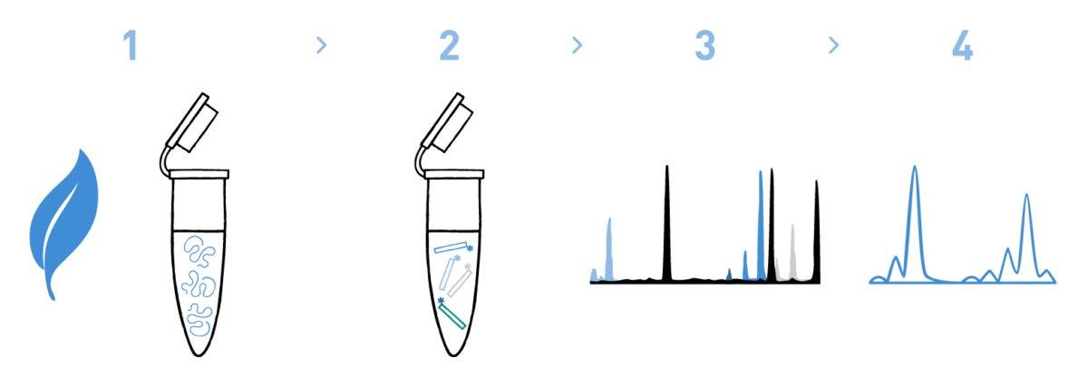 Graph showing a typical workflow of a microsatellite genotyping analysis for the Wine industry, including DNA isolation from vineyard samples, amplification of the target loci, fragment analysis, and bioinformatic analysis to identify the cultivar or variety.