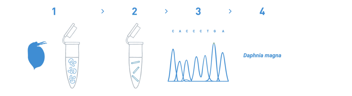 This image shows a typical DNA barcoding workflow usually ordered by environmental agencies to detect bioindicator species. The workflow includes a series of steps such as DNA isolation, PCR amplification, sequencing, and bioinformatic analysis to identify the matching species.