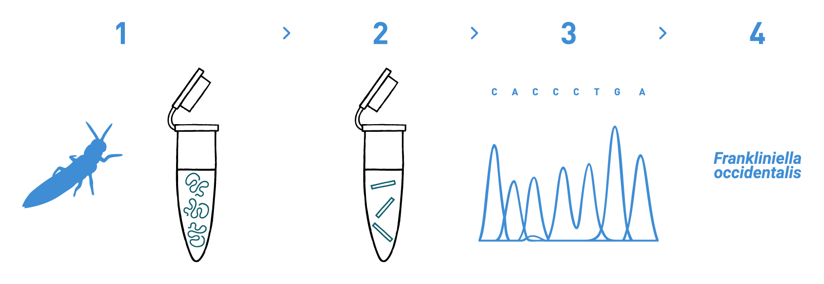 The image shows a typical workflow of a DNA barcoding analysis to identify pest species for the Agriculture and Farming industries. It is composed of a number of steps: DNA isolation, PCR amplification, sequencing, and bioinformatic analysis.