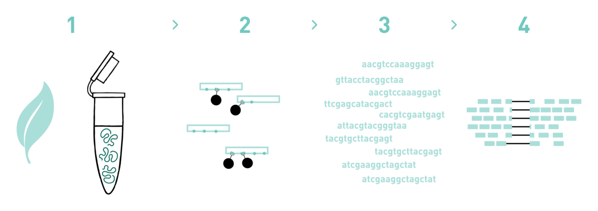 This graph shows the different steps of the AllGenetics' MeRIP-seq service. Therefore it shows a typical workflow of a MeRIP-seq experiment, including RNA isolation, library preparation, high-throughput sequencing, and bioinformatic analysis.