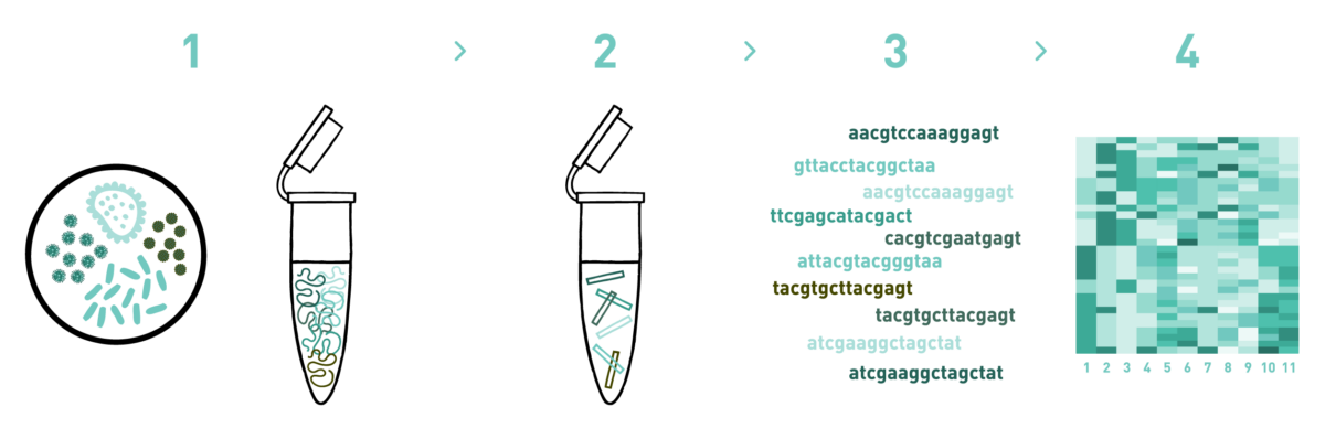 This graph shows the different steps of the AllGenetics' metagenomics service. Therefore it shows a typical workflow of a metagenomics experiment, including DNA isolation, library preparation, high-throughput sequencing, and bioinformatic analysis.