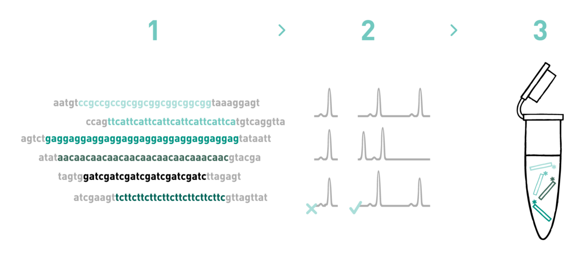 This graph shows the different steps of the AllGenetics' microsatellite development service. Therefore it shows how we obtain microsatellite markers at AllGenetics: first, we sequence a microsatellite-enriched library; then we perform primer design based on the obtained high-throughput sequencing data and biologically test a number of primer pairs in your study species; finally, we carry out multiplex optimisation step.