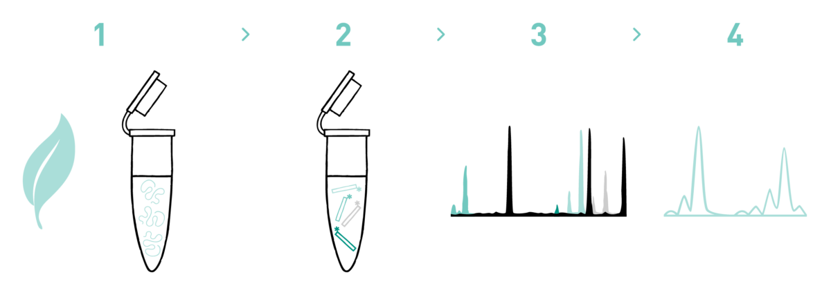 This graph shows the different steps of the AllGenetics' microsatellite genotyping service. Therefore it shows a typical workflow of a microsatellite genotyping experiment, including DNA isolation, amplification of the target loci, fragment analysis, and bioinformatic analysis.