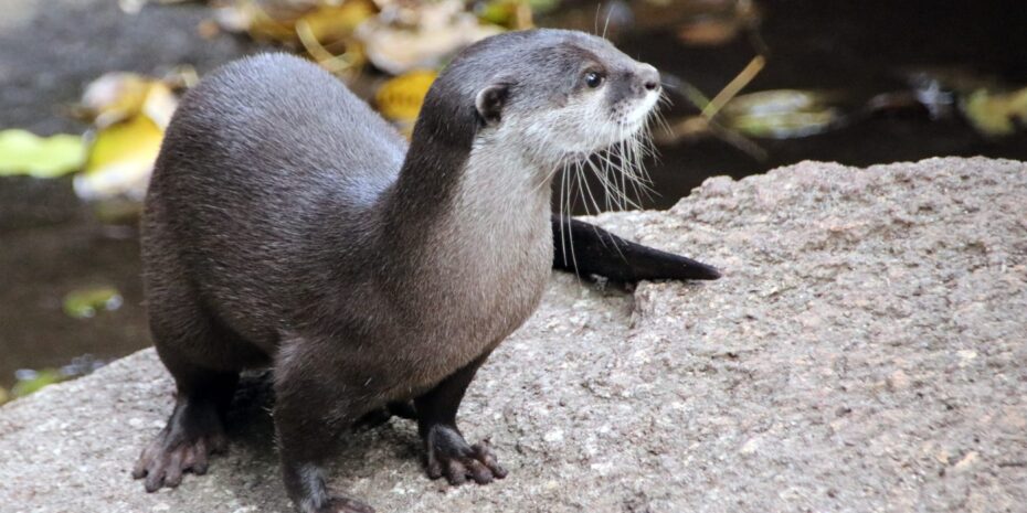The image shows an otter.