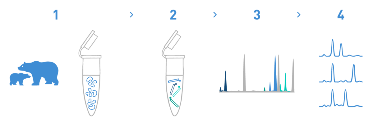 The image shows a paternity analysis that is usually ordered by zoos and aquariums for a number of species of interest such as seals, dolphins, bears, etc. The analysis consists of DNA isolation, PCR amplification of the target microsatellite loci, fragment analysis, and bioinformatic analysis to get the genotypes of the individuals under study. This will allow for the assignment of paternities within the group of individuals studied.