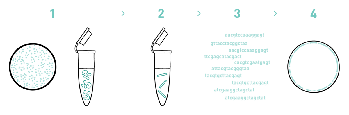 This graph shows the different steps of the AllGenetics' phage genome sequencing service. Therefore it shows a typical workflow of a phage genome sequencing experiment, including DNA or RNA isolation, library preparation, high-throughput sequencing, and bioinformatic analysis.