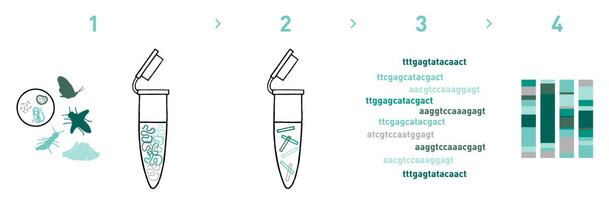 This graph shows the different steps of the AllGenetics' RNA metabarcoding service. Therefore it shows a typical workflow of a RNA metabarcoding experiment, including RNA isolation, library preparation, high-throughput sequencing, and bioinformatic analysis.