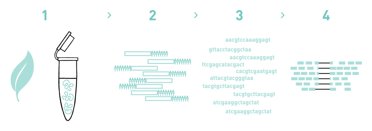 This graph shows the different steps of the AllGenetics' RNA-seq service. Therefore it shows a typical workflow of a RNA-seq experiment, including RNA isolation, library preparation, high-throughput sequencing, and bioinformatic analysis.