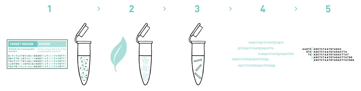 This graph shows the different steps of the AllGenetics' SNP genotyping service. Therefore it shows a typical workflow of a SNP genotyping experiment, including the design of the MobiSeq primer, DNA isolation, library preparation, high-throughput sequencing, and bioinformatic analysis.