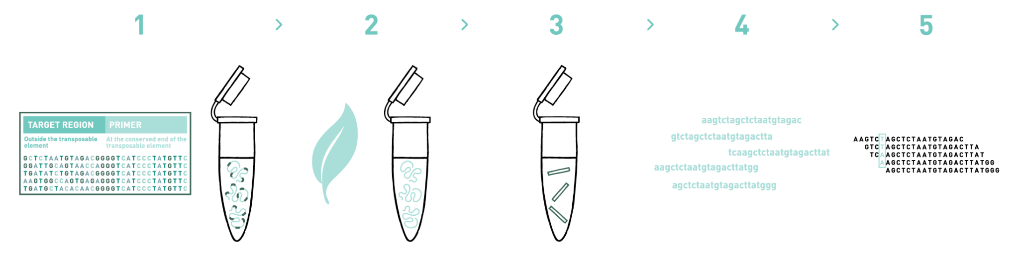 SNP genotyping service