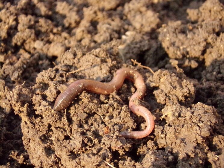 The image shows a soil landscape with an earthworm and a DNA helix.