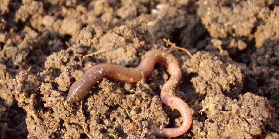 The image shows a soil landscape with an earthworm.