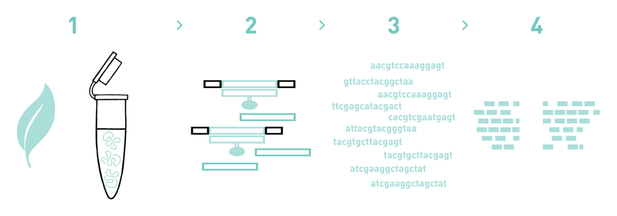 This graph shows the different steps of the AllGenetics' targeted capture sequencing service. Therefore it shows a typical workflow of a targeted capture sequencing experiment, including DNA isolation, capture, library preparation, high-throughput sequencing, and bioinformatic analysis.