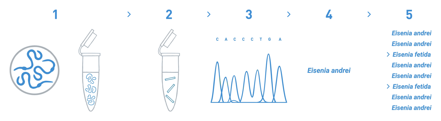 The graph shows how DNA barcoding can be used to detect contaminations in ecotoxicology cultures. The workflow includes the following steps: DNA isolation from a number of specimens from the culture, PCR amplification, sequencing, and bioinformatic analysis to identify the matching species for each of the samples analysed.