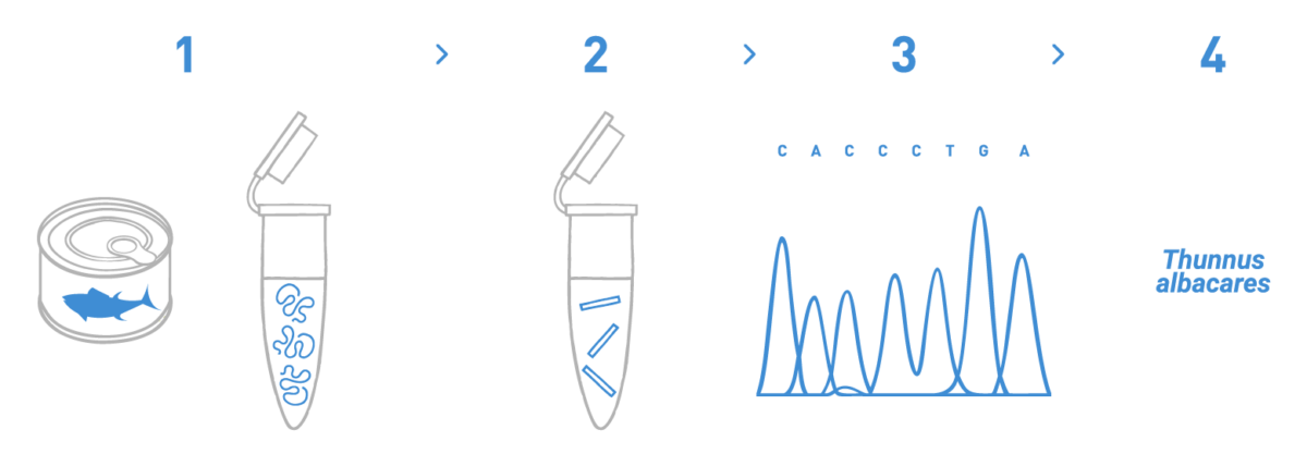 Graph showing a typical workflow of a DNA barcoding service for the Food industry, including DNA isolation of the food sample, PCR amplification of the target genomic marker, sequencing, and bioinformatic analysis.