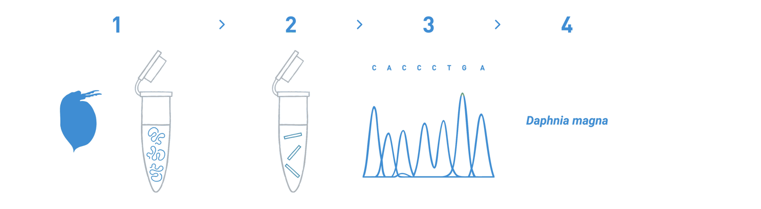 The image represents a workflow of a DNA barcoding analysis to identify test specimens used in ecotoxicology testing. The steps involved are DNA isolation from the specimens, PCR amplification, sequencing, and bioinformatic analysis to identify the matching species.